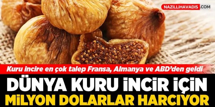 Dünyaya yüzlerce milyon dolarlık kuru incir ihracatı yapıldı