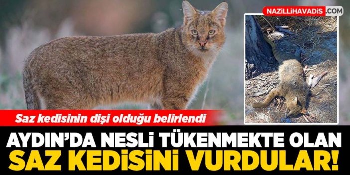 Aydın'da nesli tükenmekte olan saz kedisi ölü olarak bulundu