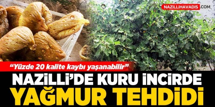 Kuru incirde ‘yağmur’ tehdidi