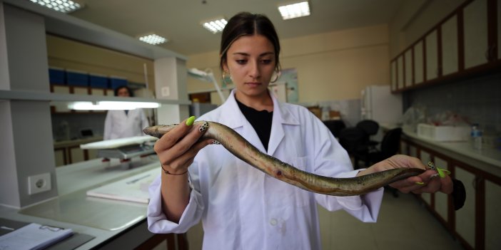 Bafa Gölü'nde avlanan yılan balıkları Asya pazarında