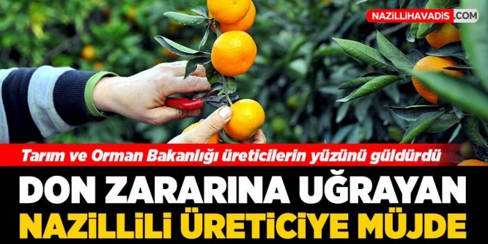 Don zararına uğrayan Narenciye üreticilerine müjde!