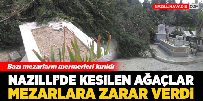 Nazilli’de kesilen ağaçlar mezarların üzerine devrildi