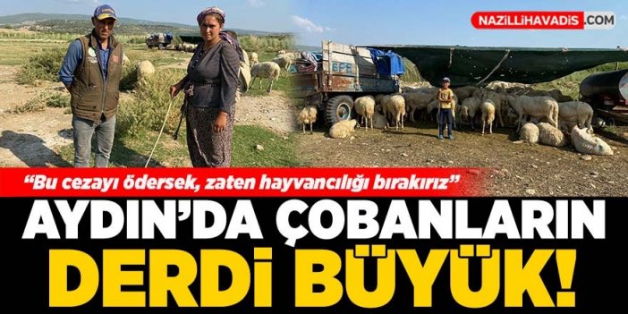 Aydın’da çobanların derdi büyük!