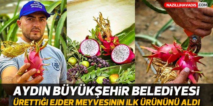 Aydın Büyükşehir Belediyesi ürettiği ejder meyvesinin ilk ürününü aldı