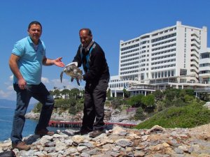 Kuşadası’nda Ölü Bir Caretta Caretta Daha Bulundu