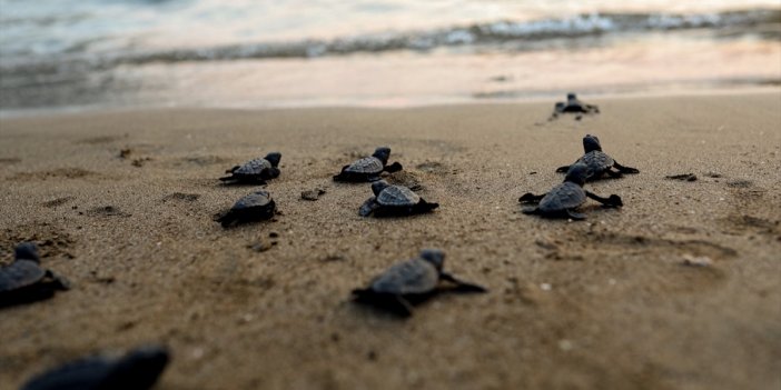 40 bin yavru caretta caretta denizle buluşacak