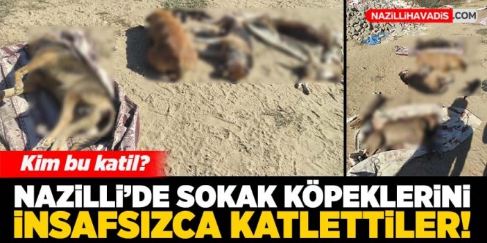 Nazilli’de 13 sokak köpeği katledildi