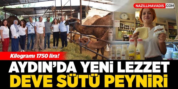 Aydın'da yeni lezzet deve sütü peyniri tanıtıldı