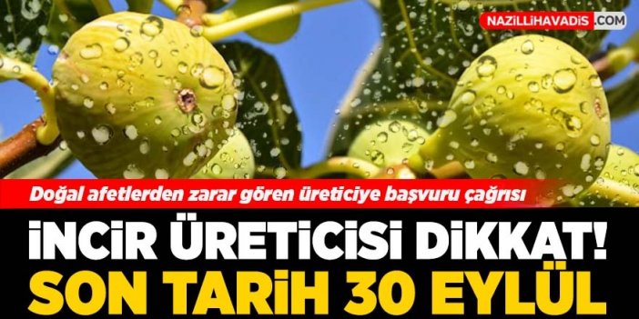 İncir üreticisi dikkat! Son tarih 30 Eylül