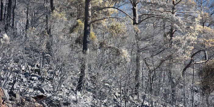 Marmaris'teki orman yangınında 500 hektar alan yandı