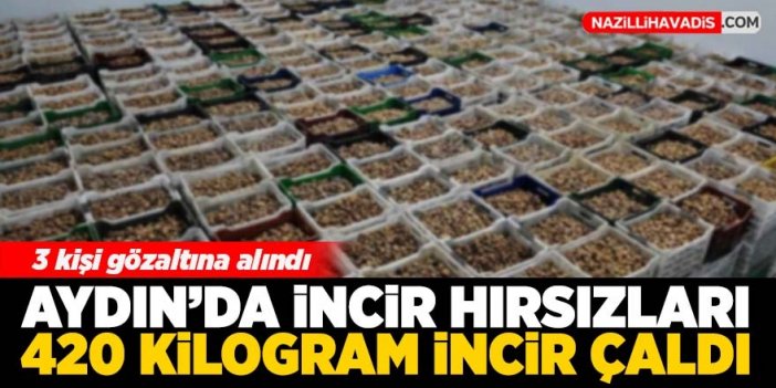 Aydın'da hırsızlar 420 kilogram incir çaldı