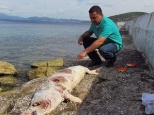 Kuşadası’nda Bir Akdeniz Foku Ölü Bulundu