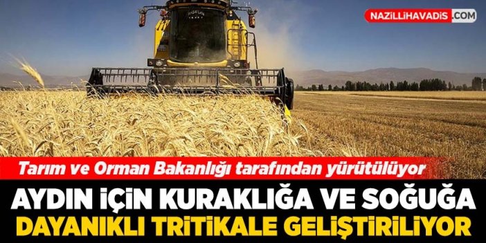 Aydın için kuraklık ve soğuğa dayanıklı tritikale geliştirilecek