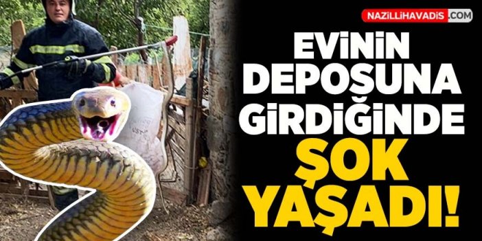 Evin bodrumuna giren yılan ekipler tarafından yakalandı