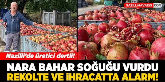 Nara, bahar soğuğu vurdu!