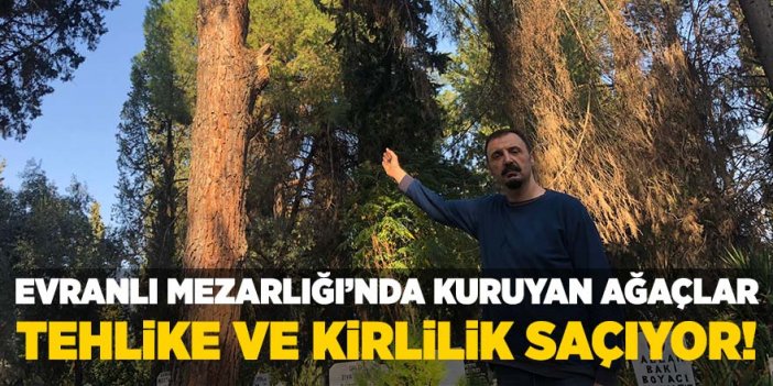 Evranlı Mezarlığı’nda kuruyan ağaçlar tehlike ve kirlilik saçıyor