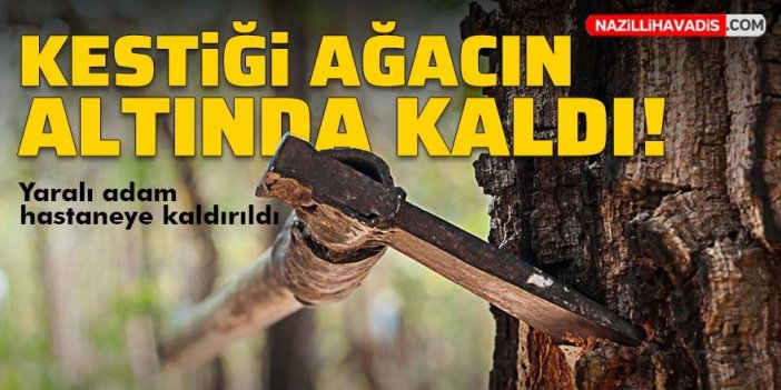 Kestiği ağacın altında kaldı, hastaneye kaldırıldı