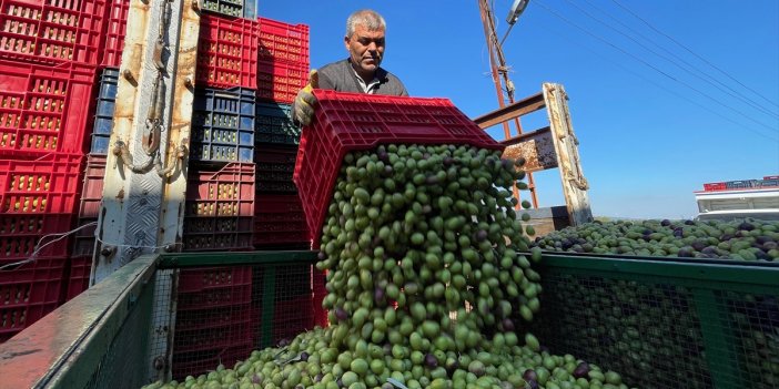 Sofralık zeytinde hedef 130 bin ton ihracat