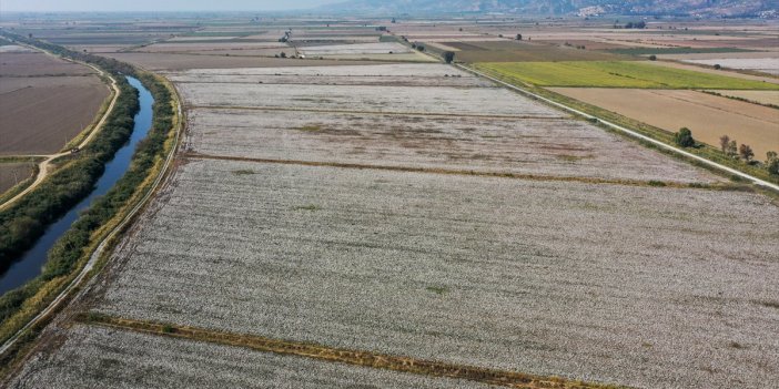 Ekim alanı artan pamuğun hasadında sona gelindi