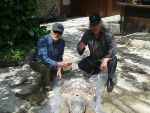 Kuşadası’nda Yine Caretta Caretta Ölümü
