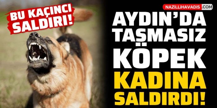 Aydın'da tasmasız köpek kadına saldırdı