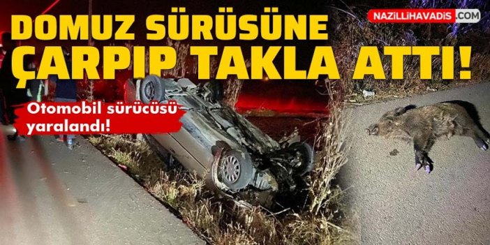 Domuz sürüsüne çarpıp takla attı!