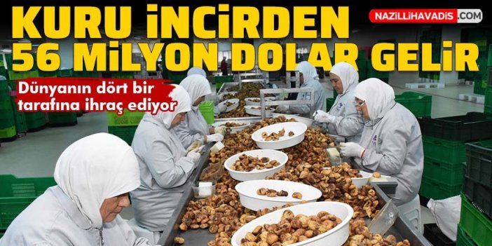 Kuru incirden 56 milyon dolar gelir