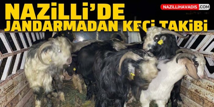 Nazilli’de kaybolan keçileri jandarma buldu