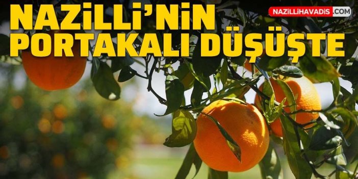 Nazilli’nin portakal rekoltesinde düşüş bekleniyor