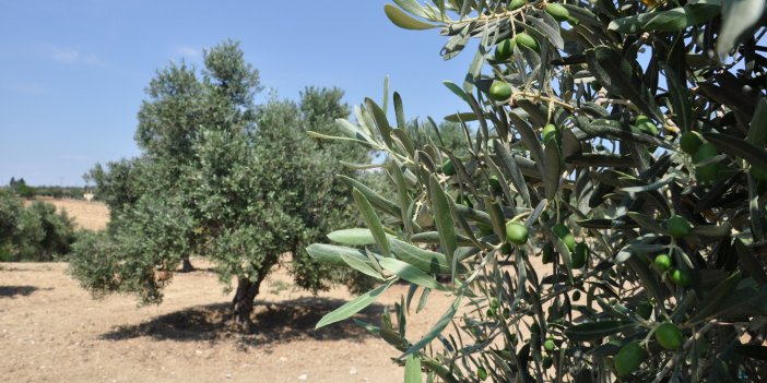 Zeytin bahçesinde hırsızlık yaparken yakalandılar!