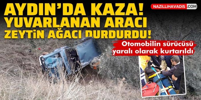 Aydın'da kaza: Şarampole yuvarlanan otomobil zeytin ağacına çarparak durabildi