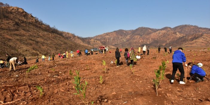 Yanan ormanlık alana 5 bin fidan daha dikildi