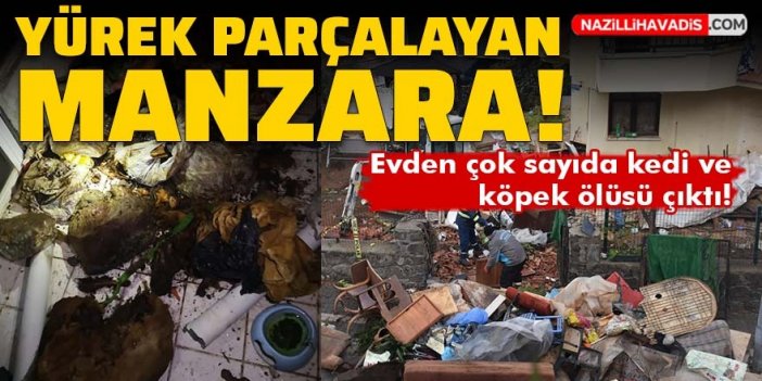 Yürek parçalayan manzara: Evden çok sayıda kedi ve köpek ölüsü çıktı!