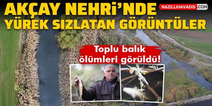 Akçay Nehri’nde korkutan manzara: Binlerce ölü balık var