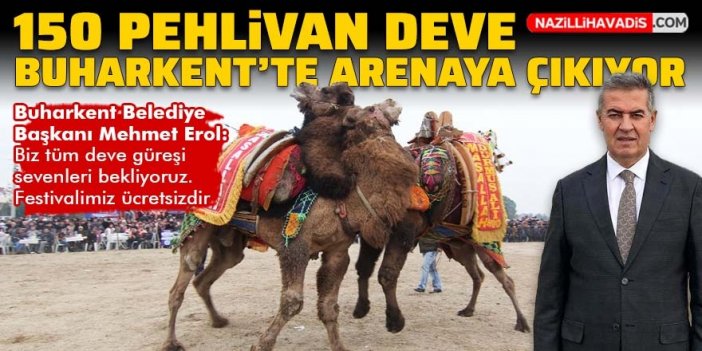 Buharkent'te deve güreşi festivali başlıyor