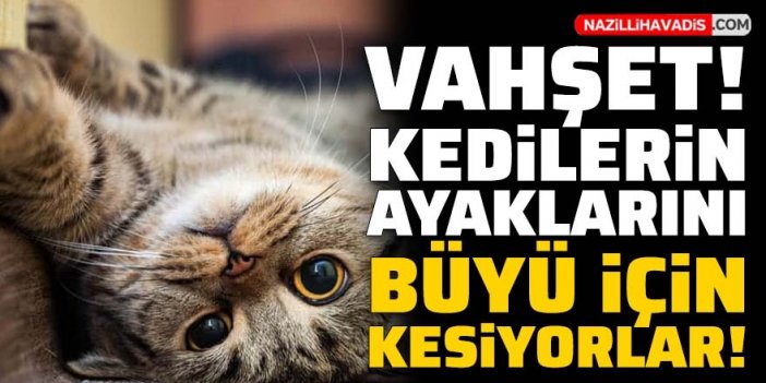 Vahşet! Kedilerin ayaklarını büyü için kesiyorlar