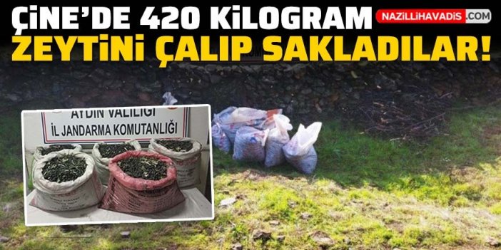 Çine’de zeytin hırsızları jandarmadan kaçamadı