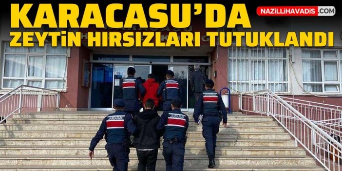 Karacasu’da zeytin hırsızları tutuklandı