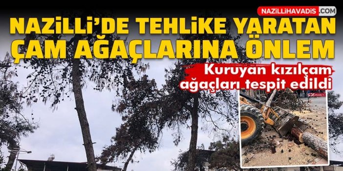 Nazilli Belediyesi’nden kuruyan çam ağaçları için önlem