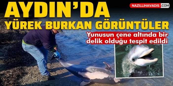 Aydın'da yürek burkan görüntüler: Ölü yunus sahile vurdu