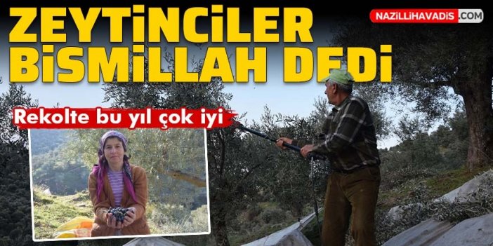 Zeytin üreticileri mutlu! Hasat için bismillah dediler