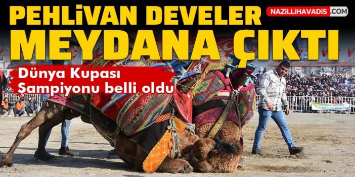 Pehlivan develer meydana çıktı! Dünya Kupası Şampiyonu belli oldu