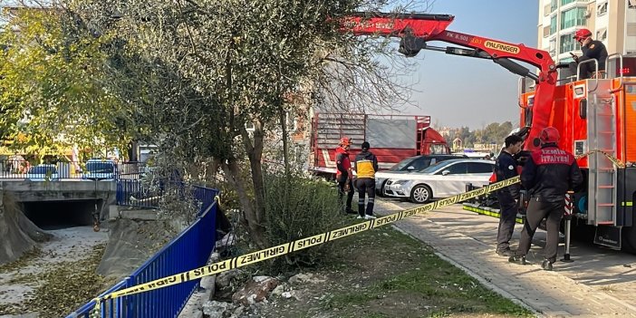 Zeytin toplamak için çıktığı ağaçtan düşerek can verdi!