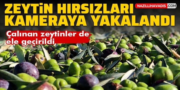 Zeytin hırsızları güvenlik kamerasına yakalandı