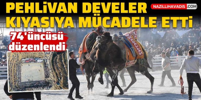 Pehlivan develer kıyasıya mücadele etti