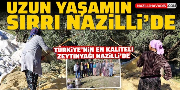 Zeytin için Nazilli’de hasat zamanı başladı