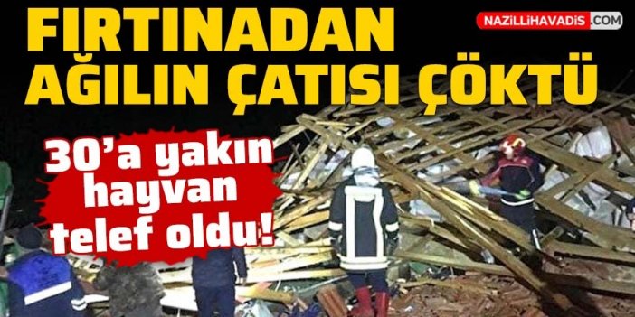 Fırtına nedeniyle ağılın çatısı çöktü: 30'a yakın hayvan telef oldu