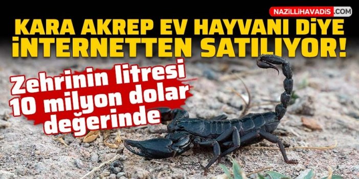 Kara akrep internetten ev hayvanı diye satılıyor! Zehrinin litresi 10 milyon dolar