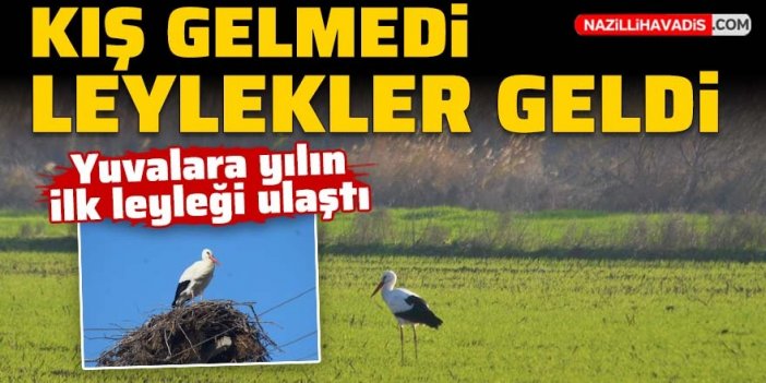 Kış gelmedi, leylekler geldi