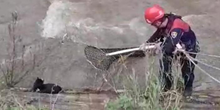 Dereye düşen masum kediyi itfaiye kurtardı